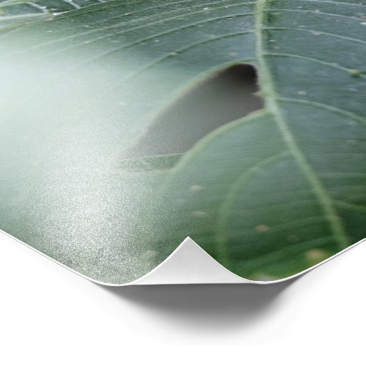 De vlinder en de bladeren foto afdruk (Hoek)