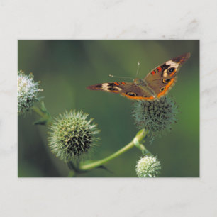 De Vlinder van Buckeye Briefkaart