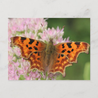 De Vlinder van de komma Briefkaart