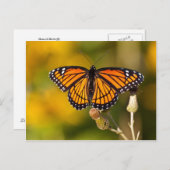 De Vlinder van de monarch Briefkaart (Voorkant / Achterkant)