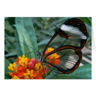 de vlinder van vleugels-naar-ramen.