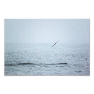 De vogel die de walvissen wekte foto afdruk