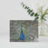 De Vogel van de pauw Briefkaart (Staand voorkant)