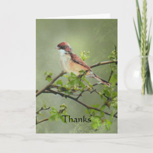 De Vogel van Whitethroat van het bedankt voor