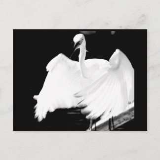 De vogels van Florida redden Briefkaart