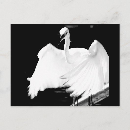 De vogels van Florida redden Briefkaart (Voorkant)