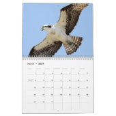 De vogels van Forsythe - Osprey Kalender (Mar 2026)