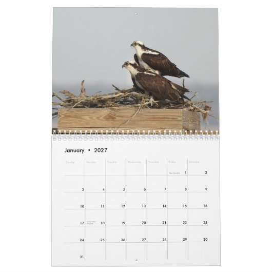 De vogels van Forsythe - Osprey Kalender (Jan 2027)
