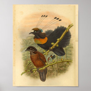 De vogels van het laboratorium van de Kleur van h Poster