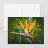 De vogels van het paradijs bloeien briefkaart (Voorkant / Achterkant)