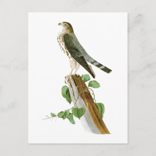 De Vogels van le Petit Caporal John Audubon van Briefkaart