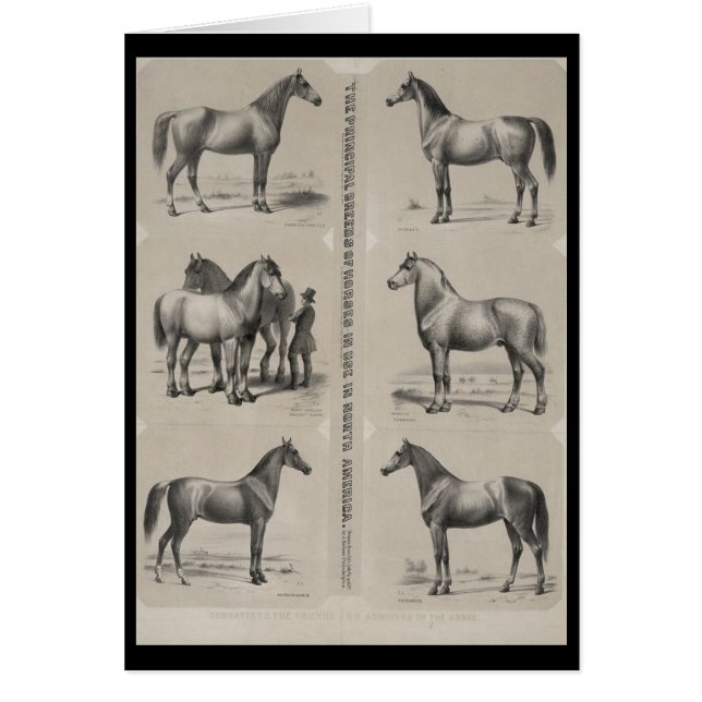 De voornaamste paarden in gebruik (Voorkant)