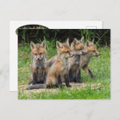 De vrije denker Fox Briefkaart (Voorkant / Achterkant)