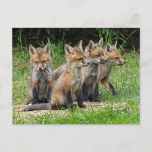 De vrije denker Fox Briefkaart