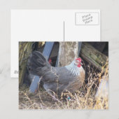 De vrije Zilveren Grijze Kip Dorking van de Waaier Briefkaart (Voorkant / Achterkant)