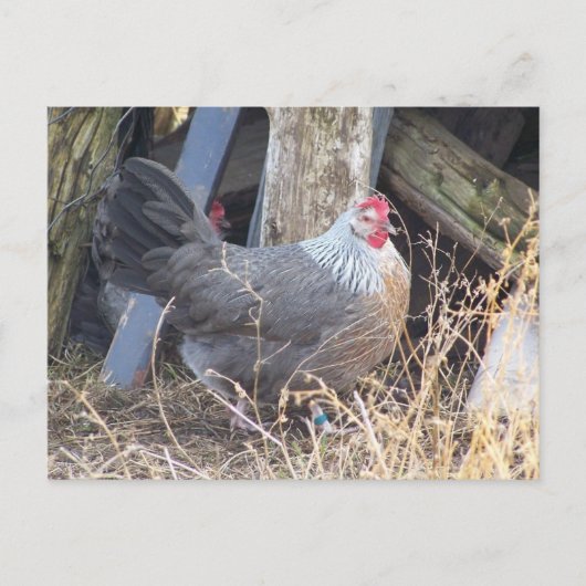 De vrije Zilveren Grijze Kip Dorking van de Waaier Briefkaart (Voorkant)