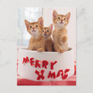 De vrolijke Katten van Kerstmis Feestdagenkaart