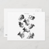 De Wall Hand Shadows Briefkaart (Voorkant / Achterkant)