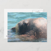 De Walrus Briefkaart (Voorkant / Achterkant)