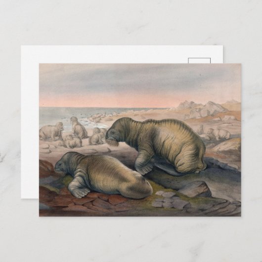 De Walrus van Joseph Wolf Briefkaart (Voorkant / Achterkant)