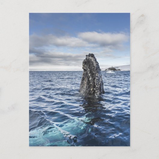 De Walvis Spyhops van de gebochelde | Baai van de Briefkaart (Voorkant)