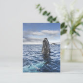 De Walvis Spyhops van de gebochelde | Baai van de Briefkaart (Staand voorkant)