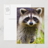 De wasbeer, Procyon lotor Briefkaart (Voorkant / Achterkant)