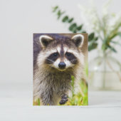 De wasbeer, Procyon lotor Briefkaart (Staand voorkant)