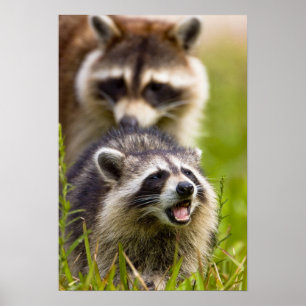 De wasbeer, Procyon lotor, is een wijdverspreide, Poster