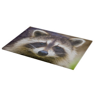 De wasbeer, Procyon lotor Snijplank