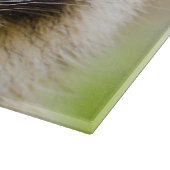 De wasbeer, Procyon lotor Snijplank (Hoek)