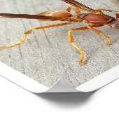 De Wasp. Poster (Hoek)