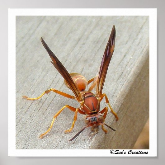 De Wasp. Poster (Voorkant)