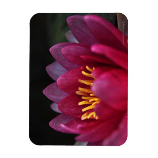 De waterLily Magneet