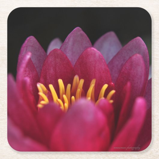 De waterLily Vierkante Kartonnen Onderzetter (Voorkant)