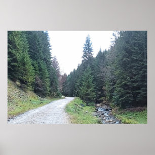 De Weg Tussen Dennen - Wilde Natuur Roemenië Poster