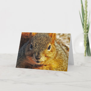 De Wenskaarten van de Eekhoorn van de binnenplaats Kaart