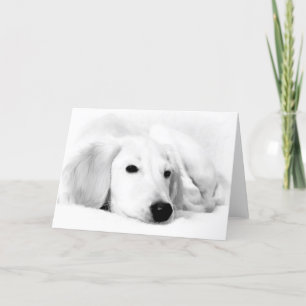 De Wenskaarten van Saluki Kaart