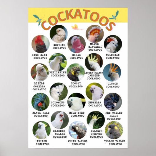 De wereld van Cockatoos - geschikt om gedrukt te w Poster (Voorkant)