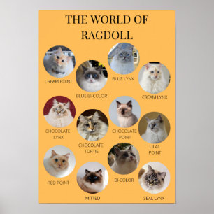 De wereld van Ragdoll, geschikt om af te drukken A Poster