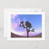 "De Werveling van de Boom Joshua " Briefkaart (Voorkant / Achterkant)