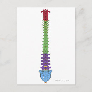 De wervelkolom 2 briefkaart