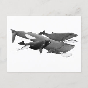 De wijze waarop walvissen worden geïllustreerd briefkaart