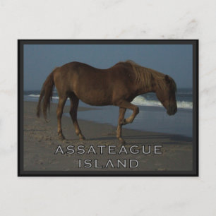 De Wild paarden van Assateague 1 Briefkaart