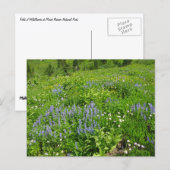 De wilde bloemen op Mount Rainier Briefkaart (Voorkant / Achterkant)