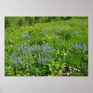 De wilde bloemen op Mount Rainier Poster