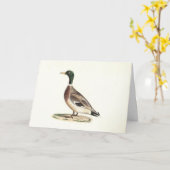 De wilde eend (Anas platyrhynchos) Kaart (Gele Bloem)