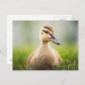 De Wilde eend Ducking van het baby Briefkaart (Voorkant / Achterkant)