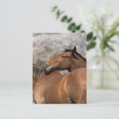 De wilde Paarden van de Mustang wat betreft Briefkaart (Staand voorkant)