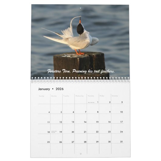 De wilde wereld van Ternen en Gulls Kalender (Jan 2026)
